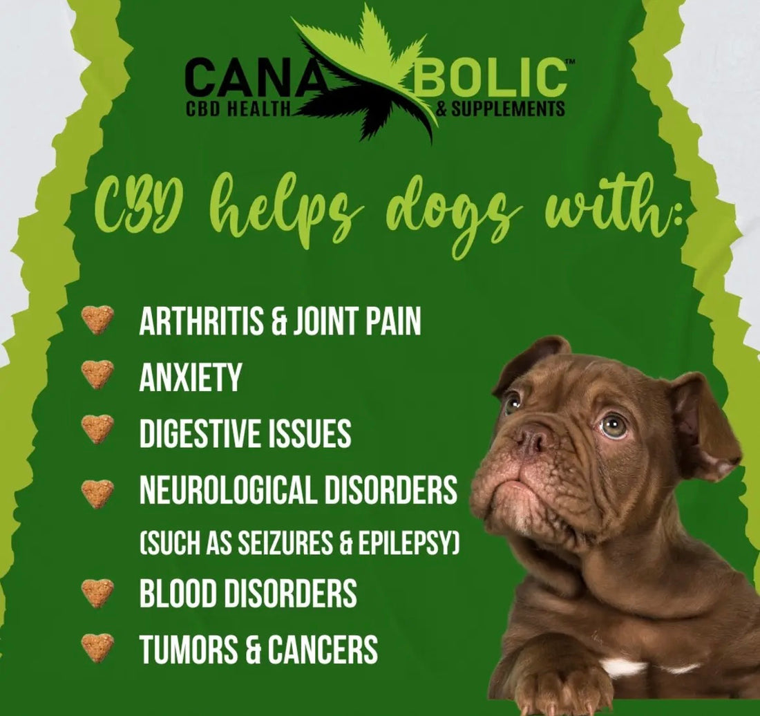 Is CBD good for your pets ?